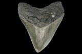 Serrated, Fossil Megalodon Tooth - South Carolina #115786-1